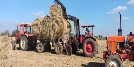 أكثر من ١.٥ مليون طن قش.. ”الزراعة” تصدر تقرير متابعة منظومة جمع وتدوير قش الأرز - نبض مصر