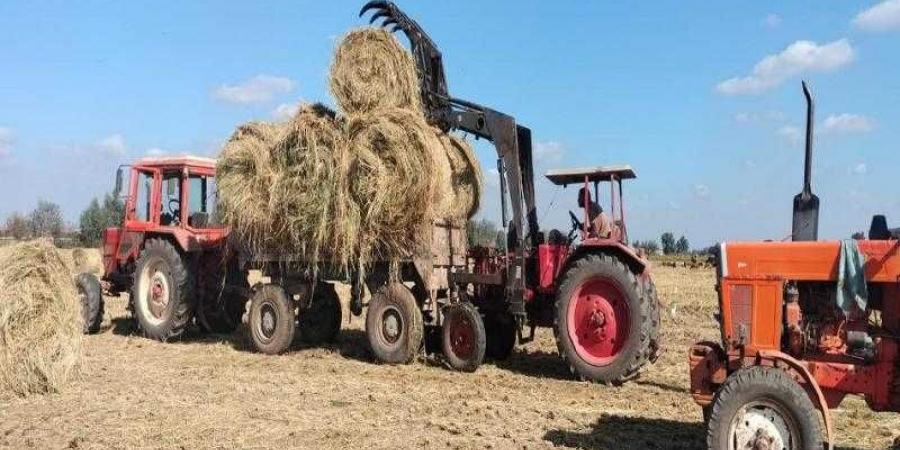 أكثر من ١.٥ مليون طن قش.. ”الزراعة” تصدر تقرير متابعة منظومة جمع وتدوير قش الأرز - نبض مصر